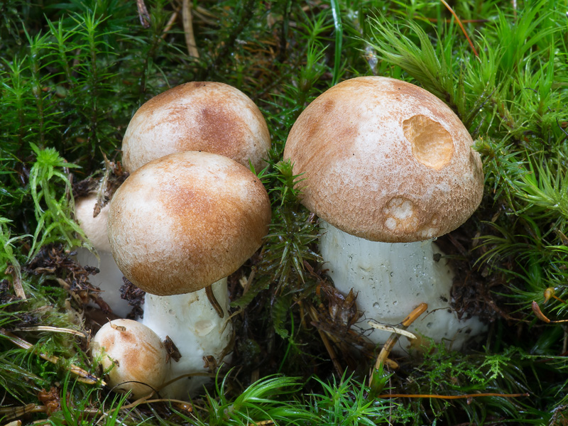 Cortinarius pseudocrassus